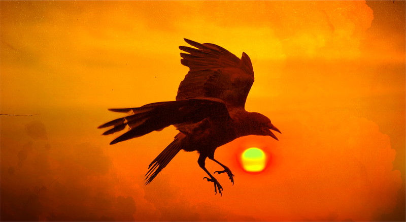 Melissa Etheridge: RISE